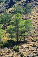 Fototapeta na wymiar Pinar mediterraneo en Tolox, Sierra de las Nieves, Malaga