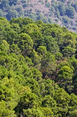 Pinar mediterraneo en Tolox, Sierra de las Nieves, Malaga