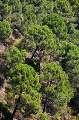 Pinar mediterraneo en Tolox, Sierra de las Nieves, Malaga