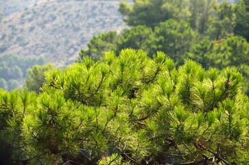 Pinar mediterraneo en Tolox, Sierra de las Nieves, Malaga