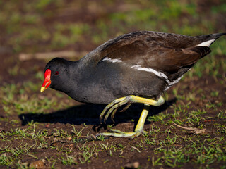 Obraz premium Teichhuhn (Gallinula chloropus)
