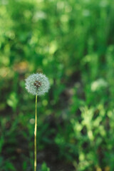 Close-up of a white dandelion on a green natural background. Dandelion inflorescences in summer or spring
