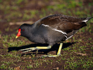 Obraz premium Teichhuhn (Gallinula chloropus)
