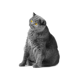 Fat British shorthair cat sitting in front of white background