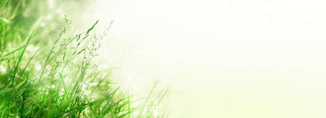 flowering grasses in a idyllic blurred meadow in summertime on empty background banner with copy space - obrazy, fototapety, plakaty
