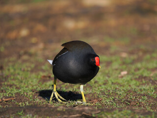 Teichhuhn (Gallinula chloropus)