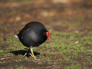 Teichhuhn (Gallinula chloropus)