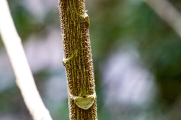 Stinging tree stem with visible spikes close up. Gympie-gympie was found near trail in Lamington in...