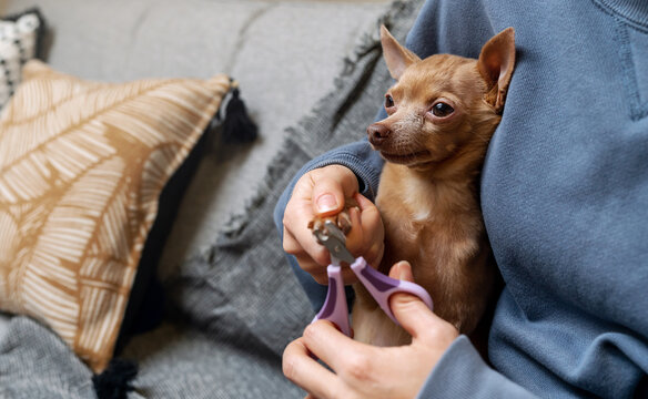 Cutting Dog Nails With Pet Nail Clipper.