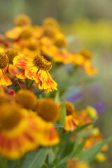 Yellow Helenium flowers along a path