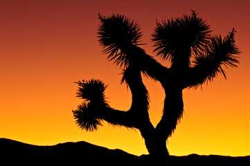 silhouette of a joshua tree in sunset