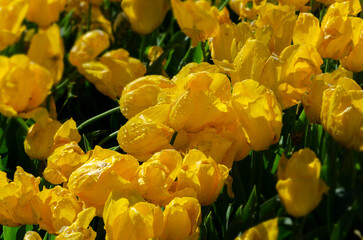 Obraz premium yellow tulips are very beautiful in the flower bed will be a good background