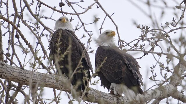 Bald Eagle pair perched in a tree sitting next to each other as they look around.