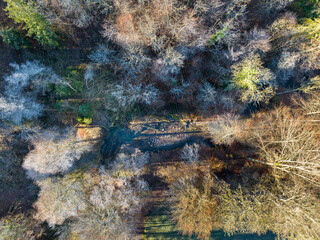 Aerial view of trees in a rural landscape in autumn.