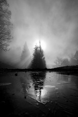 Baum im See am Nebel