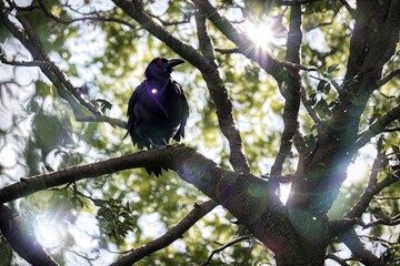 crow on a branch