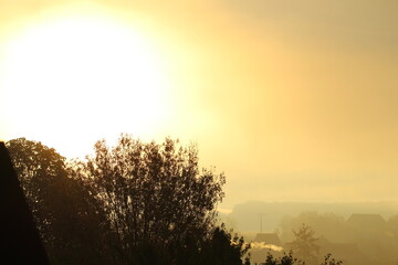 Baum im Nebel 4