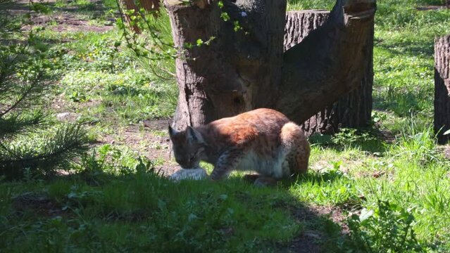 Close-up on a lynx in the wild. The lynx has successfully hunted and is eating its prey.