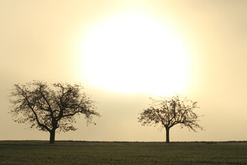 Baum im Nebel 2