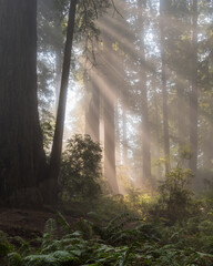 morning in the forest © Martin