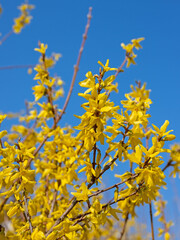 Blühende Forsythien, Forsythia, im Frühling