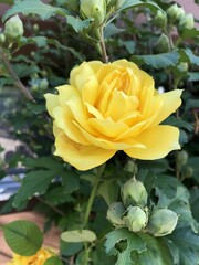 yellow rose in the garden, rose flower with green leaf 