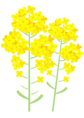 2本並んだかわいい菜の花のカットイラスト