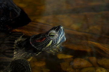 Fototapeta premium Red-eared terrapin (Trachemys scripta elegans) is a subspecies of the pond slider, a semiaquatic turtle belonging to the family Emydidae.