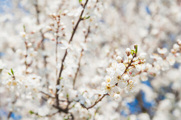 Springtime greeting card and copy space. Blooming spring trees close up.