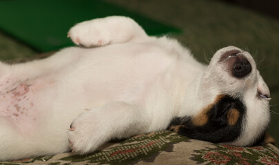 Jack Russell Terrier. The serene sleep of a little puppy on an ottoman.