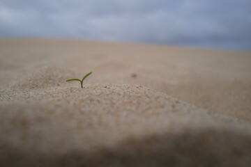 sprout on the sand