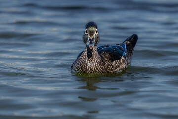 Female wood duck