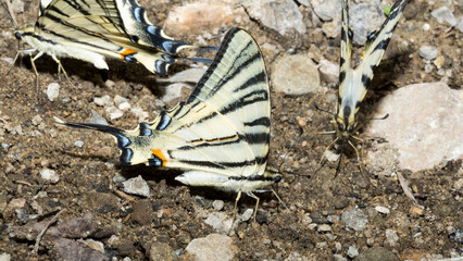 Scarce swallowtail (Iphiclides podalirius) is a butterfly belonging to the family Papilionidae. A flock of insects drink water from the mud.