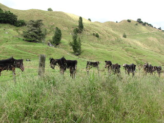cows in the field