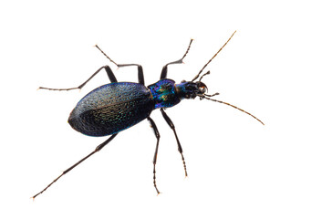 Carabus intricatus, the blue ground beetle, is a species of ground beetle living in Europe