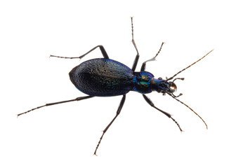 Carabus intricatus, the blue ground beetle, is a species of ground beetle living in Europe