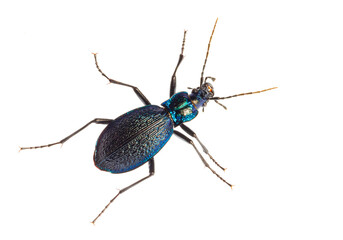 Carabus intricatus, the blue ground beetle, is a species of ground beetle living in Europe