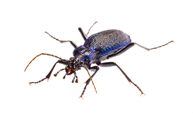 Carabus intricatus, the blue ground beetle, is a species of ground beetle living in Europe