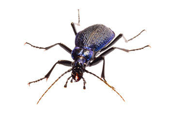 Carabus intricatus, the blue ground beetle, is a species of ground beetle living in Europe