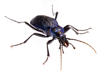 Carabus intricatus, the blue ground beetle, is a species of ground beetle living in Europe