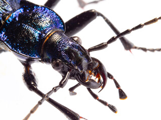 Carabus intricatus, the blue ground beetle, is a species of ground beetle living in Europe