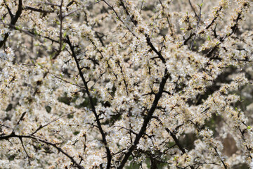 The cherry tree blossoms snow-white in spring
