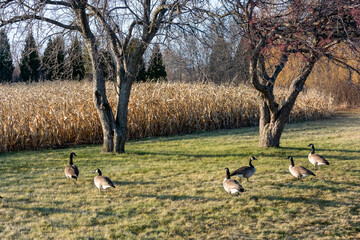Canada Geese In The Grass Near A Cornfield In Early December In Wisconsin