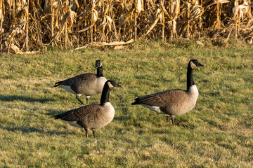 Canada Geese In The Grass Near A Cornfield In Early December In Wisconsin