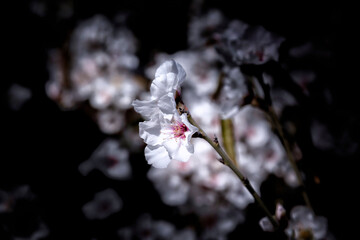 rama de almendro en flor con fondo oscuro