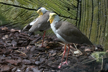 Close up beautiful white bird with a large yellow wattle across forehead and hanging over the bill , Masked Lapwing (Vanellus miles)
