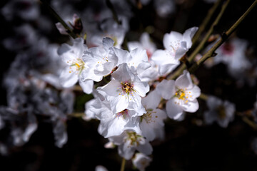 almendro en flor con ramas con flores en un fondo difuminado oscuro para que destaquen las flores blancas