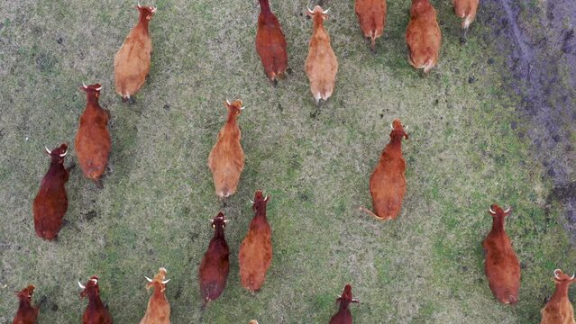 Aerial drone shot of a herd of cows moving in unison from the field back to the barn