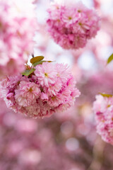 Japanische Kirschblüten