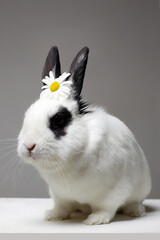 white rabbit with flower on head. Funny fluffy rabbit
